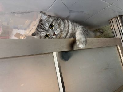 克拉小猫