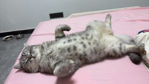 克拉小猫